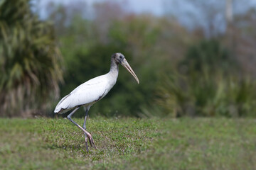 Wood Stork 