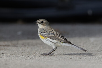 Yellow-rumped Warbler