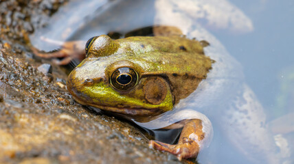Aquatic Amphibian Southern American Bullfrog Green Pig Frog in Pond Water Concrete Cement Corner Brown Lagoon Legs Eyes Close Up Macro Photo