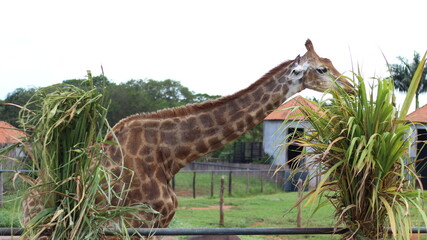 Giraffe in the zoo