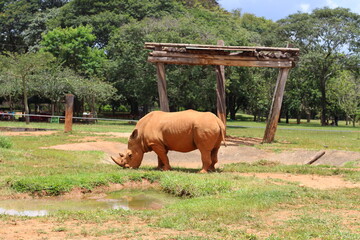 Rhino with mud