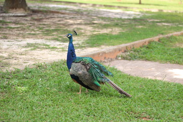 Beautiful blue peacock