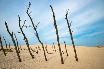 Dry old trees at the dunes in Slowinski national park- Poland - 572297466