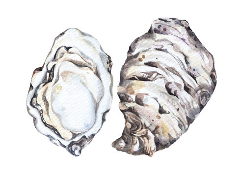 Oysters watercolor.Fresh sea food.Sea creatures.Food ingredient.