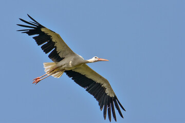Fototapeta na wymiar White stork (Ciconia ciconia) in flight against clear blue sky. Italy.