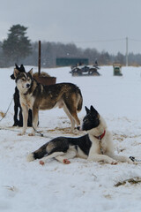 Fototapeta na wymiar Team of sledding mestizos in kennel outside. Alaskan huskies on chain before training in winter rest during snowfall. Pit stop for dogs at competitions.