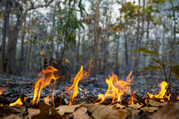 wildfire in Asia Burning ground covered with dry leaves, Disasters and smog threats