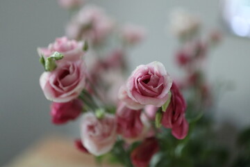 Pink Roses