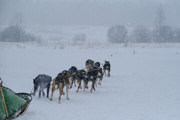 Alaskan huskies pull sled and run forward during snowfall. Northern sled dogs at competitions or training. Rear view of backs and tails. A team of riding mestizos in kennel outside.