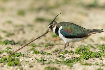 ミミズを地面から引っこ抜くタゲリ