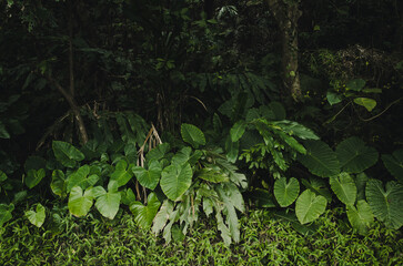 green plant in the forest