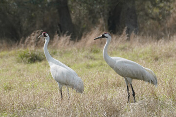 Obraz na płótnie Canvas Pair of Whooping Cranes in Field on Wintering Grounds