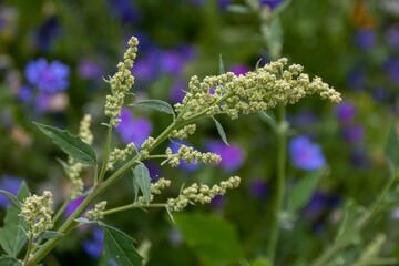 chenopodium album plant also known as white goosefoot
