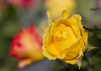 Beautiful yellow rose on blurred background