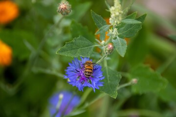 western honeybee collecting pollen from bright blue flower of the cornflower also known as bachelor's button 