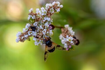 pellucid fly on pink white flowers of buckwheat fagopyrum esculentum plant with a blurred green...