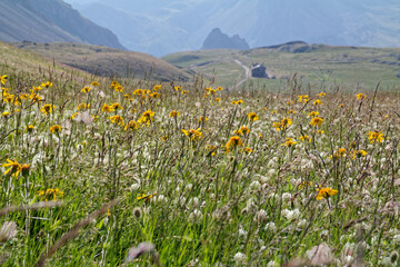 Mountain meadow with blooming flowers on the Gardetta plateau, Cottian Alps, Western Alps, Italy, Europe