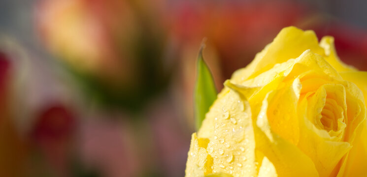 Beautiful yellow rose banner background, soft bokeh spring theme, dreamy image, plant blog