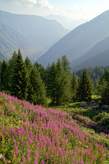 Mountain slope with blooming fireweed, epilobium, and a view of a valley in the Western Alps, Maritime Alps, Italy, France, Europe