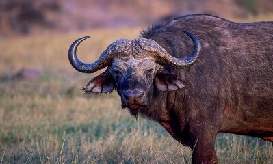 Cape buffalo staring at camera