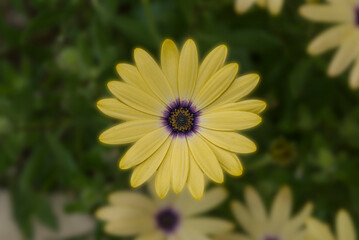 Multicolor daisy close up