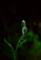 Close-up of a large green bud of a poppy flower, unfocused foliage background. Natural photography, desktop background. Design concept for a poster, design for a presentation template or a postcard