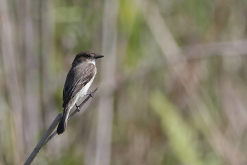 Eastern Phoebe perched on a branch