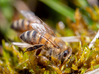 Biene leckt mit der Zunge Wasser