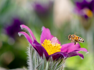 Anflug Biene Blüte Kuhschelle seitlich