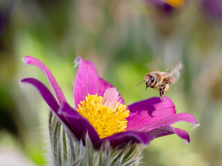 Biene fliegt zu einer Kuhschellen Blüte