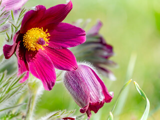 Kuhschellen Blüte makro