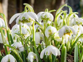 gef&uuml;llte Schneegl&ouml;ckchen