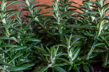 Rosmarinus officinalis. Rosemary, detail of the branches and leaves of the shrub.