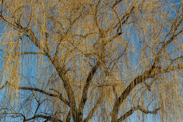 Obraz premium Salix babylonica. Weeping willow with its leafless drooping branches in winter.