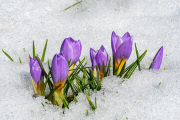Lila Krokusse in Eis und Schnee