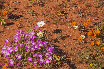 Namaqualand Spring flowers 11611