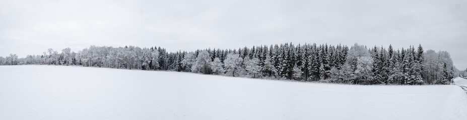 Naklejka premium Winterwald Panorama 
