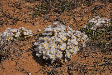 White Lampranthus flowers 11634