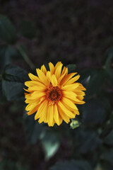 Close up of a yellow flower of Heliopsis helianthoides in summer garden. Unpretentious, perennial flower of a false sunflower, easy to take care. Heliopsis scabra 'Light of Loddon' naturally isolated