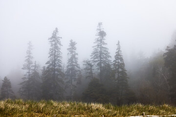 Evergreen trees on a foggy morning