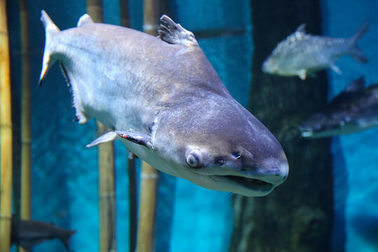 Fish under water, Giant pangasius (Pangasianodon hypophthalmus)