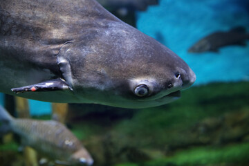 Fish under water, Giant pangasius (Pangasianodon hypophthalmus)