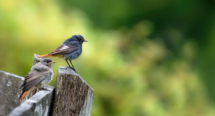 A Black Redstart Couple ( Phoenicurus Ochruros )