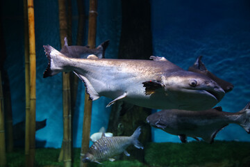 Fish under water, Giant pangasius (Pangasianodon hypophthalmus)
