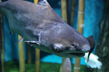 Fish under water, Giant pangasius (Pangasianodon hypophthalmus)
