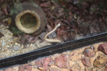 Snake rising
