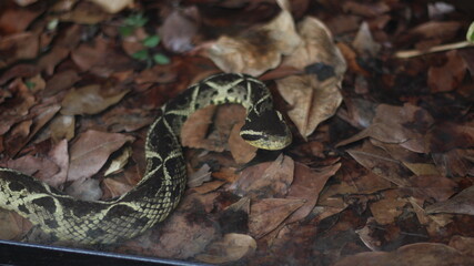 Snake between leaves