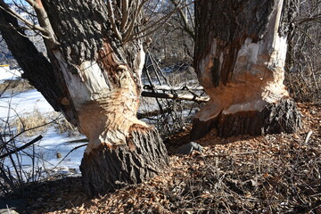 Biber, Baum, Baumstamm, angenagt, Nagetier, nagen, Holz, Späne, Landschaft, gestalten, Flussauen,...