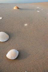 Fototapeta na wymiar seashells on the sand beach - generative ai