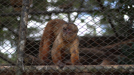 Monkey in the zoo